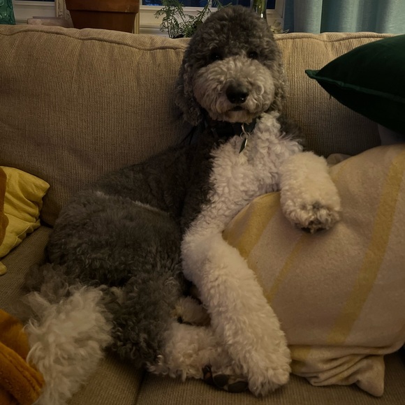 Meet your Posher, Jessie - Picture 7 of 9